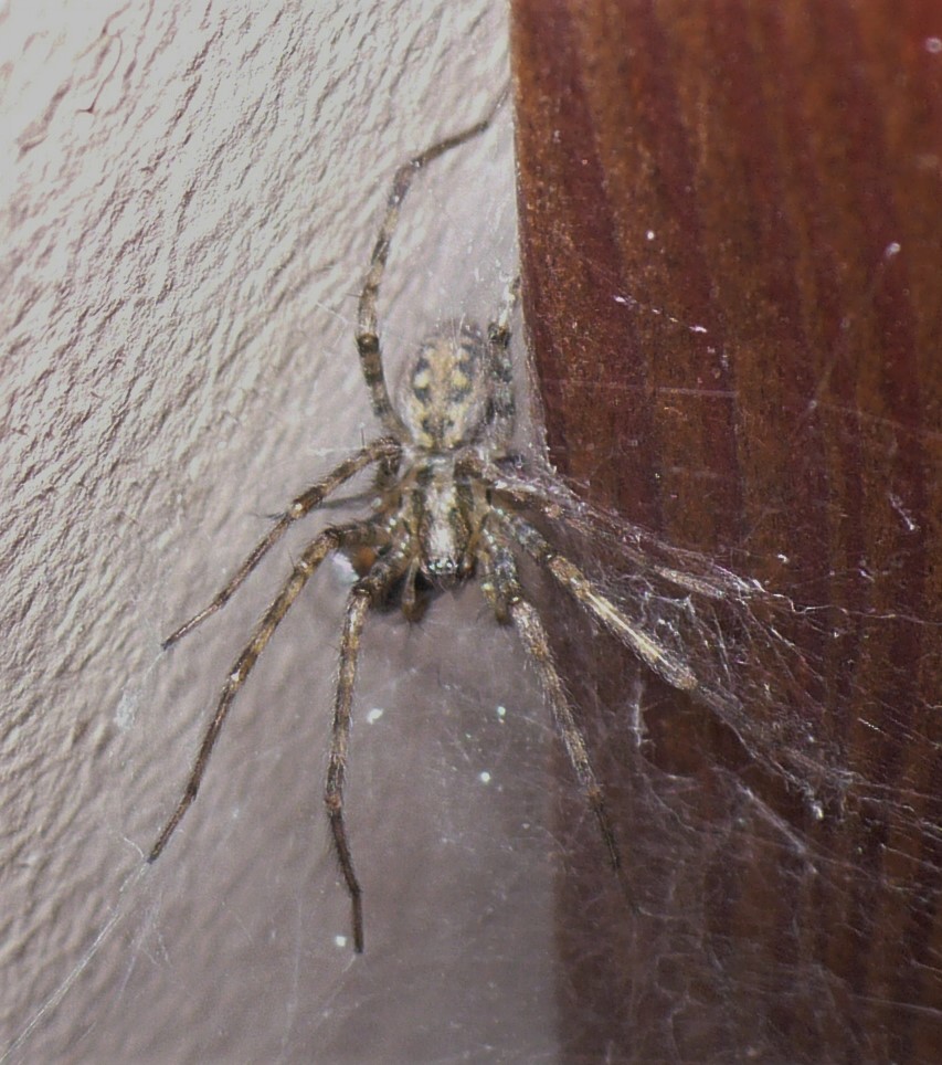 Agelenidae:  Tegenaria sp., femmina  - Fenestrelle (TO)